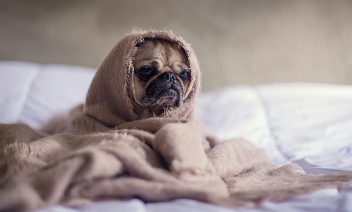 sad dog